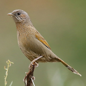 Streaked Laughingthrush